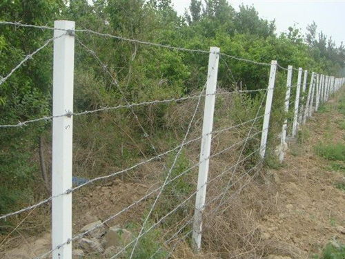 刺絲隔離柵安裝案例